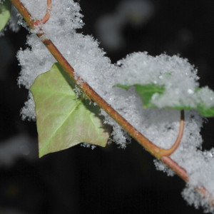 garteling-Gartenblog-Österreich-Cecerle-Uitz-gardening