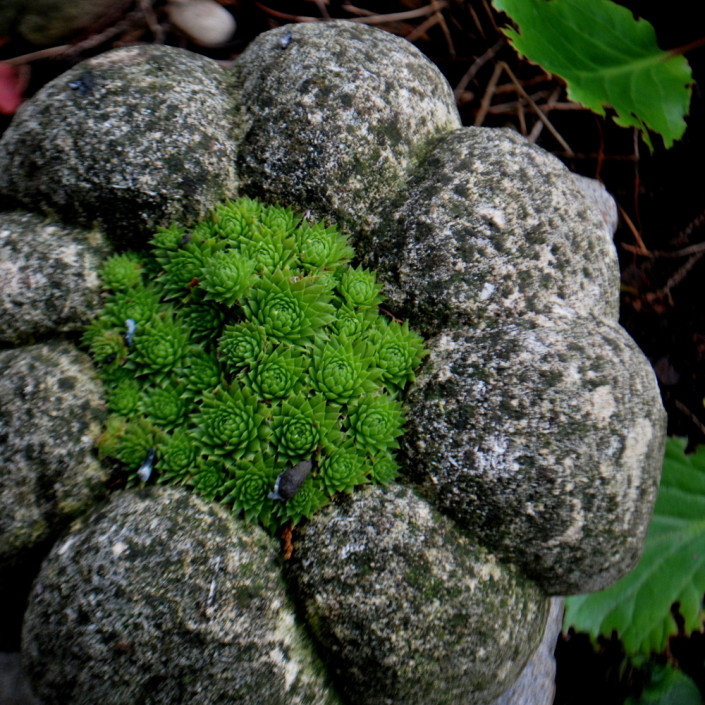 Gartening_garteling_Gartenblog_Österreich_Cecerle-Uitz