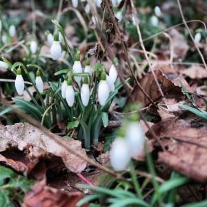 garteling.at Gartenblog Österreich Cecerle Schneeglöckchen