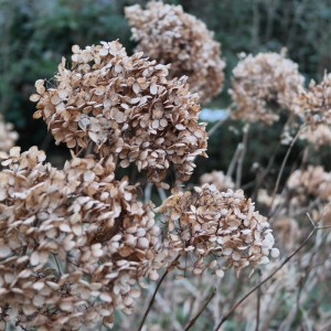 garteling.at Gartenblog Österreich Cecerle Hydrangea