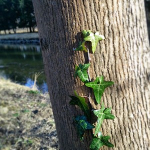 garteling.at Der Gartenblog von Ulli Cecerle-Uitz