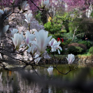 garteling-gartenblog-cecerle-japanischergarten