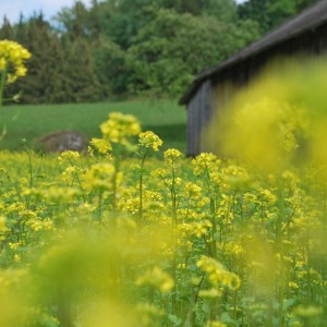 Gartening_garteling_Gartenblog_Österreich_Cecerle-Uitz