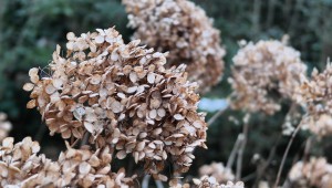 garteling.at Gartenblog Österreich Cecerle Hydrangea