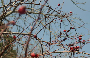 garteling.at Gartenblog Öaterreich Ulli Cecerle-Uitz