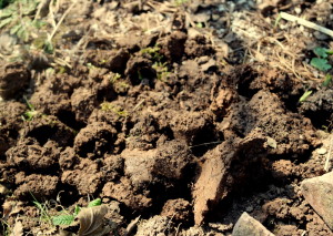 garteling.at Der Gartenblog von Ulli Cecerle-Uitz