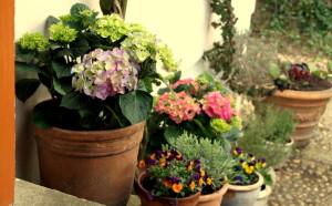 garteling.at Gartenblog Österreich Ulli Cecerle-Uitzgarteling.at Gartenblog Österreich Ulli Cecerle-Uitzgarteling.at Gartenblog Österreich Ulli Cecerle-Uitz
