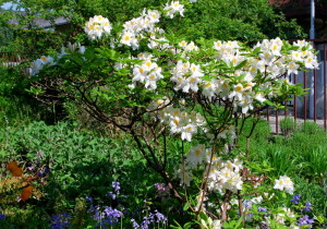 garteling.at Gartenblog Österreich Ulli Cecerle-Uitz