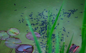 gartelinmg.at Gartenblog Österreich Ulli Cecerle-Uitz