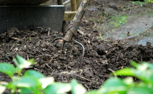 gartelinmg.at Gartenblog Österreich Ulli Cecerle-Uitz