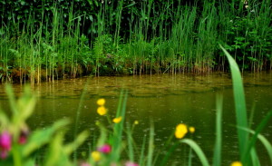 gartelinmg.at Gartenblog Österreich Ulli Cecerle-Uitz