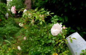 garteling.at Gartenblog Österreich Ulli Cecerle-Uitz
