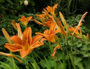garteling.at Gartenblog Österreich Ulli Cecerle-Uitz