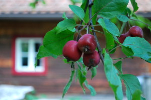 garteling.at Gartenblog Österreich Ulli Cecerle-Uitz