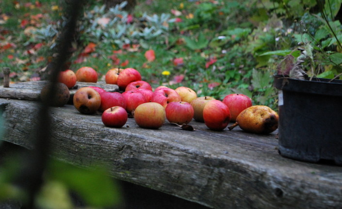 garteling.at Gartenblog Österreich Ulli Cecerle-Uitz