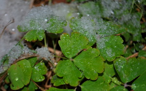 garteling-Gartenblog-Österreich-Cecerle-Uitz-gardening