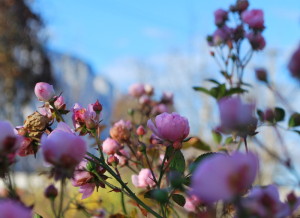 Gartening_garteling_Gartenblog_Österreich_Cecerle-Uitz