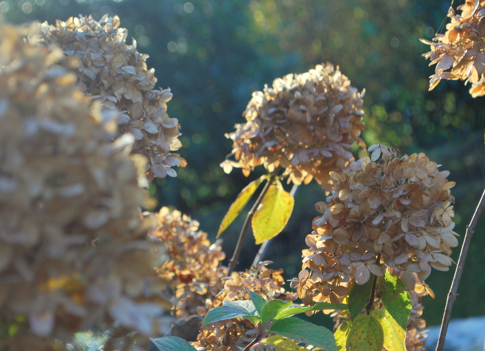 Gartening_garteling_Gartenblog_Österreich_Cecerle-Uitz