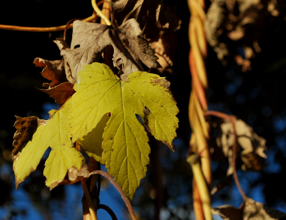 Gartening_garteling_Gartenblog_Österreich_Cecerle-Uitz