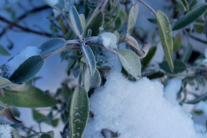 garteling-Gartenblog-Österreich-Cecerle-Uitz-gardening