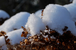 garteling-Gartenblog-Österreich-Cecerle-Uitz-gardening