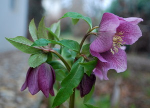 garteling-Gartenblog-Österreich-Cecerle-Uitz-gardening