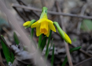 garteling-Gartenblog-Österreich-Cecerle-Uitz-gardening