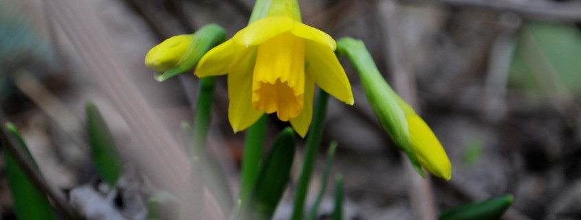 garteling-Gartenblog-Österreich-Cecerle-Uitz-gardening