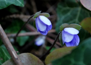 garteling-Gartenblog-Österreich-Cecerle-Uitz-gardening