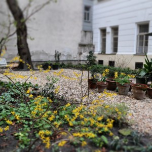 garteling-Gartenblog-Österreich-Cecerle-Uitz-gardening