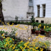 garteling-Gartenblog-Österreich-Cecerle-Uitz-gardening