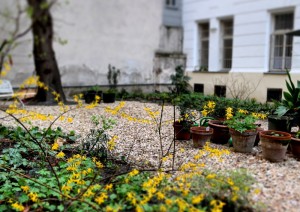 garteling-Gartenblog-Österreich-Cecerle-Uitz-gardening