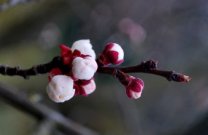 garteling-Gartenblog-Österreich-Cecerle-Uitz-gardening