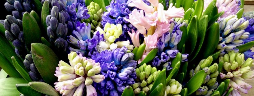 garteling-Gartenblog-Österreich-Cecerle-Uitz-gardening