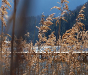 garteling-gartenblog-cecerle-altaussee-erzherzogjohann-01