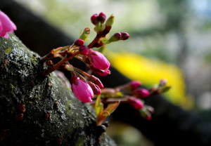 garteling-gartenblog-cecerle-altaussee-erzherzogjohann-01