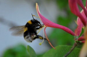 garteling-cecerle-gartenblog-blumen