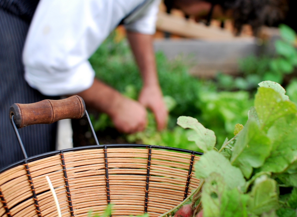 garteling-gartenblog-gemüsegarten-cecerle-