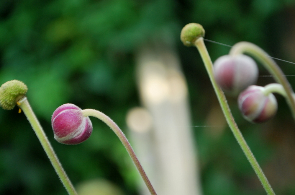 garteling-cecerle-uitz-anemonen-gartenblog