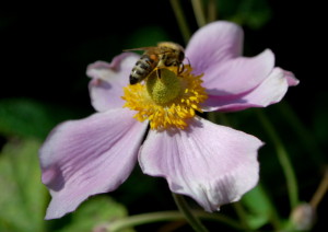 garteling-cecerle-uitz-garteling-cecerle-uitz-anemonen-gartenblog-gartenblog