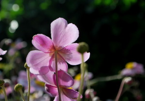 garteling-cecerle-uitz-anemonen-gartenblog