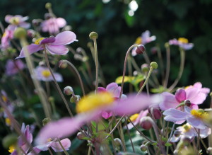 garteling-cecerle-uitz-anemonen-gartenblog