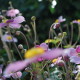 garteling-cecerle-uitz-gartenblog-anemonen