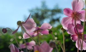 garteling-cecerle-uitz-anemonen-gartenblog