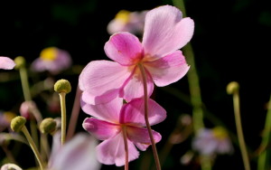 garteling-cecerle-uitz-anemonen-gartenblog