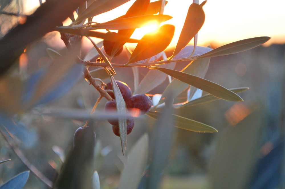 italien-toskana-gartenblog-cecerle-garteling-01