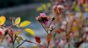 garteling-Gartenblog-Cecerle-uitz-garten-winter