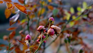 garteling-Gartenblog-Cecerle-uitz-garten-winter