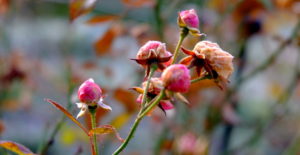 garteling-Gartenblog-Cecerle-uitz-garten-winter