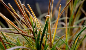 garteling-Gartenblog-Cecerle-uitz-garten-winter